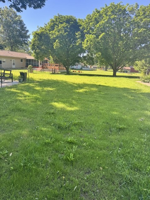 Thick new lawn established under shade trees